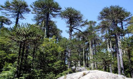 La lengua materna de los pueblos originarios